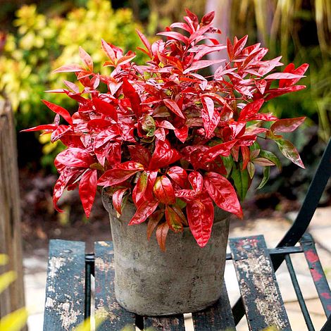 Nandina domestica 'Blush Pink'