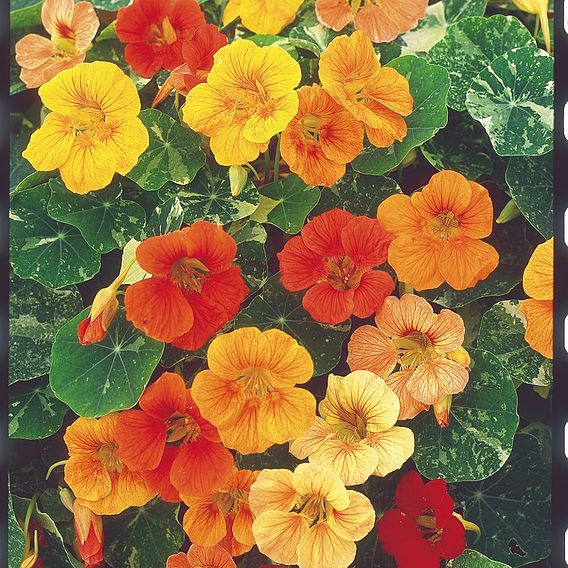 Nasturtium 'Tutti Frutti Mix' - Seeds