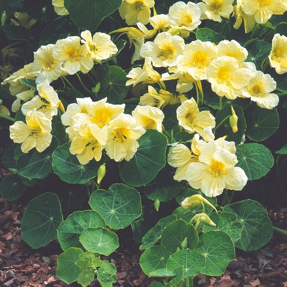 Nasturtium 'Milkmaid' - Seeds