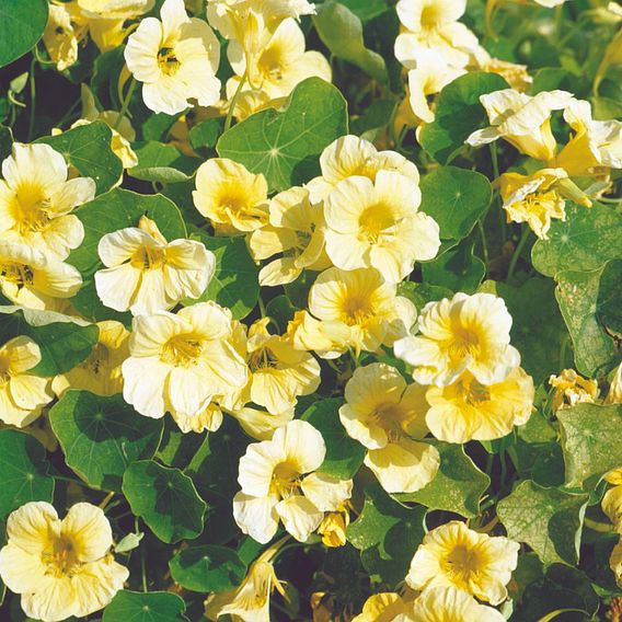 Nasturtium 'Milkmaid' - Seeds