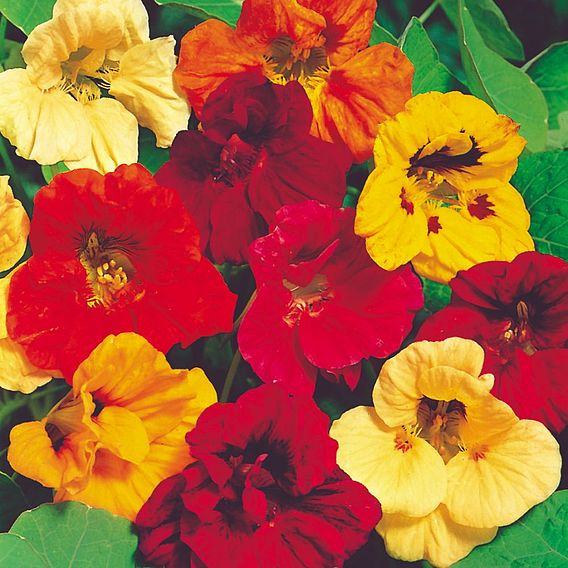 Nasturtium Seeds - Jewel Mix