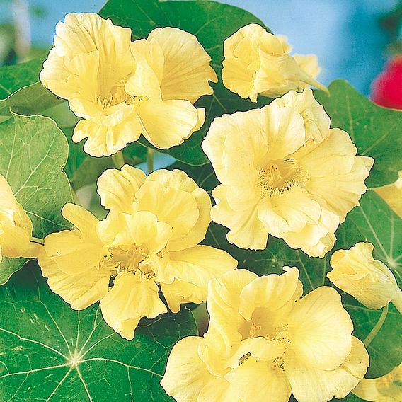 Nasturtium Seeds - Milkmaid