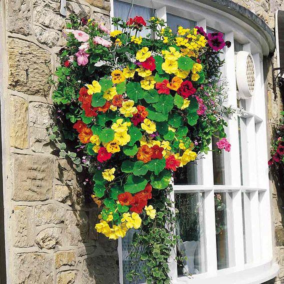 Nasturtium 'Dayglow Mix' - Seeds