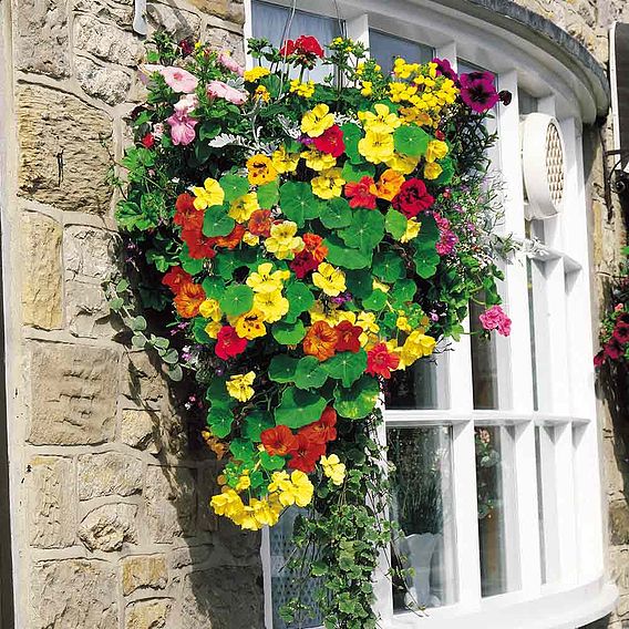 Nasturtium Seeds - Dayglow Mix