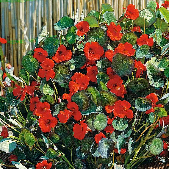 Nasturtium 'Princess of India' - Seeds