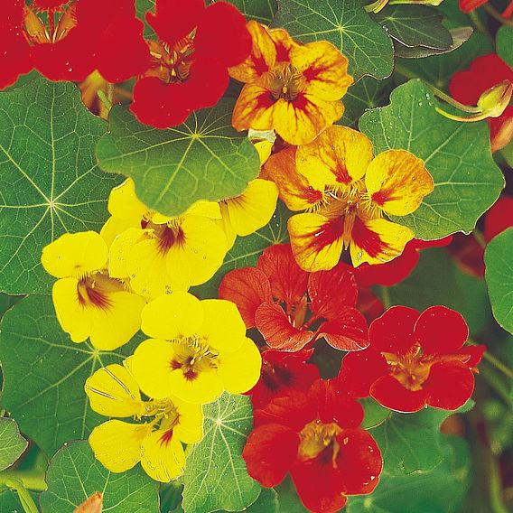 Nasturtium 'Collection' - Seeds