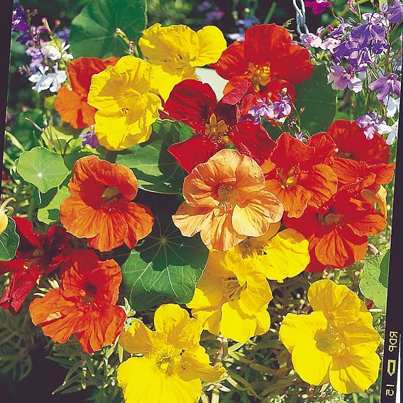 Nasturtium 'Tropical Mix' - Seeds