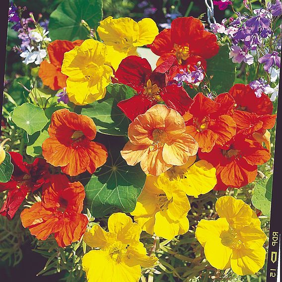 Nasturtium Seeds - Tropical Mix