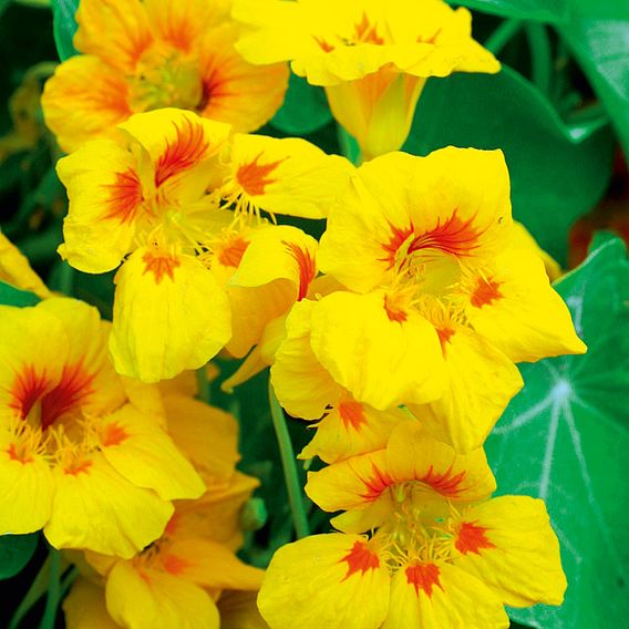 Nasturtium Seeds - Gold Jewel