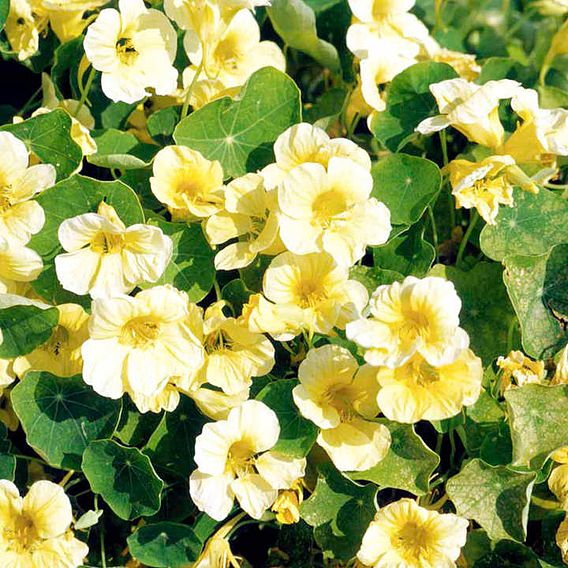 Nasturtium 'Milkmaid' - Seeds