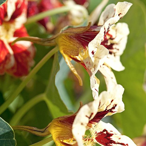 Nasturtium 'Bloody Mary' - Seeds