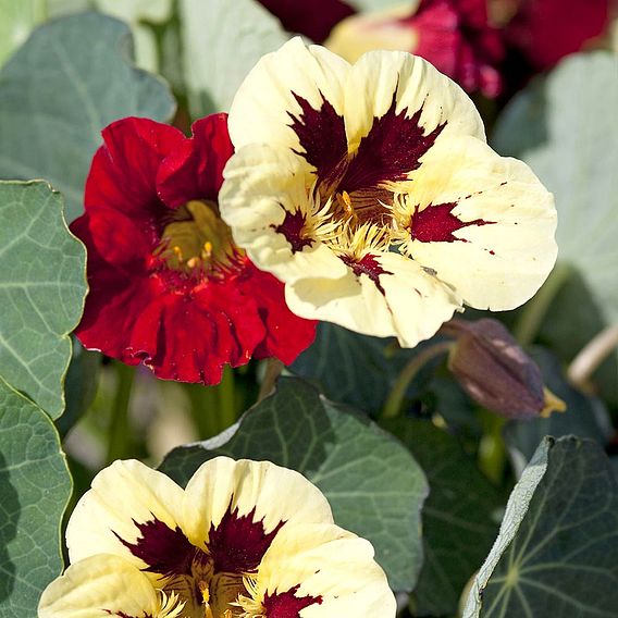 Nasturtium 'Bloody Mary' - Seeds