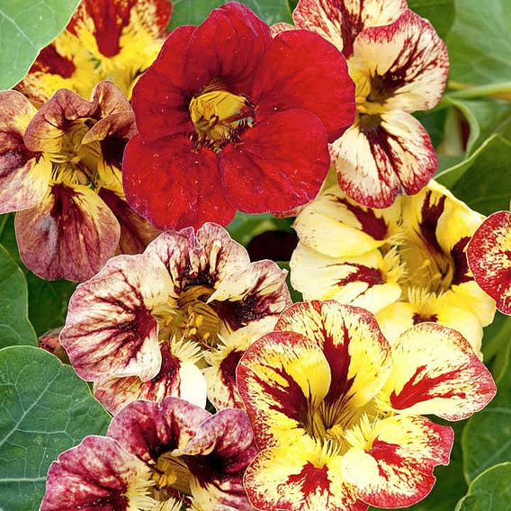 Nasturtium 'Bloody Mary' - Seeds