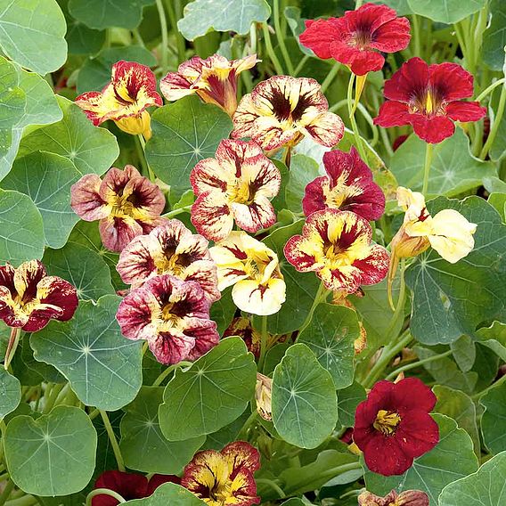 Nasturtium 'Bloody Mary' - Seeds