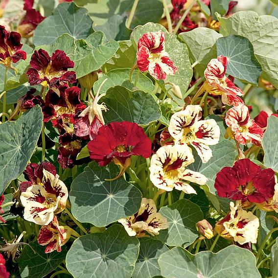 Nasturtium 'Bloody Mary' - Seeds
