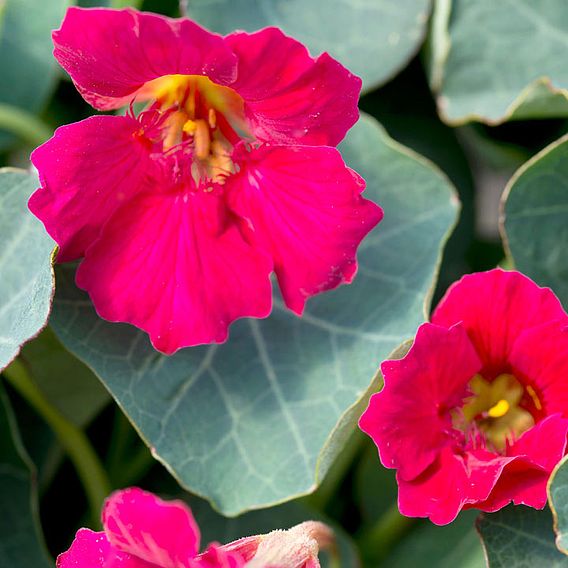 Nasturtium 'Baby Rose' - Seeds