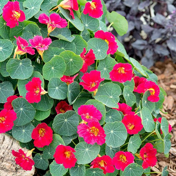 Nasturtium 'Baby Rose' - Seeds