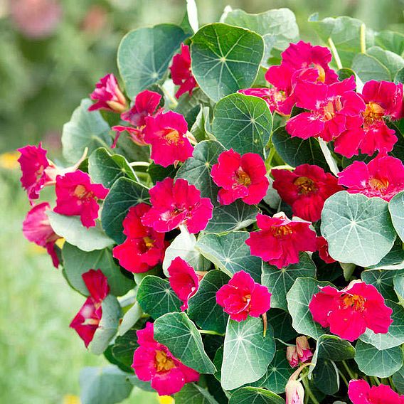 Nasturtium Seeds - Baby Rose