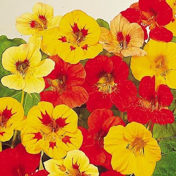 Nasturtium Seeds - Little Gem Mix