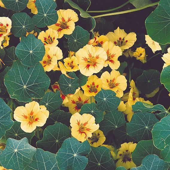 Nasturtium 'Peach Melba' - Seeds