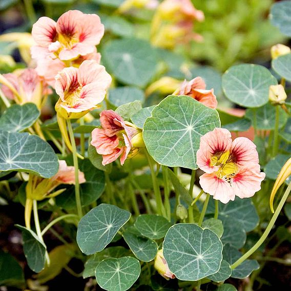 Nasturtium Seeds - Ladybird Rose