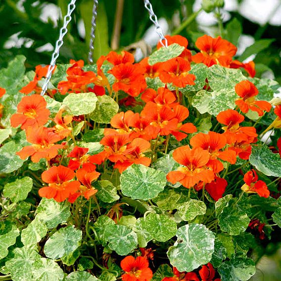 Nasturtium Seeds - Orange Troika