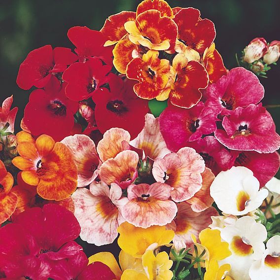 Nemesia 'Carnival Mix' - Seeds