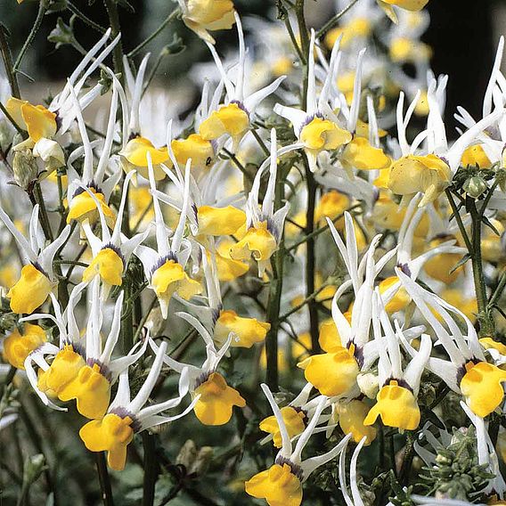 Nemesia 'Masquerade' - Seeds
