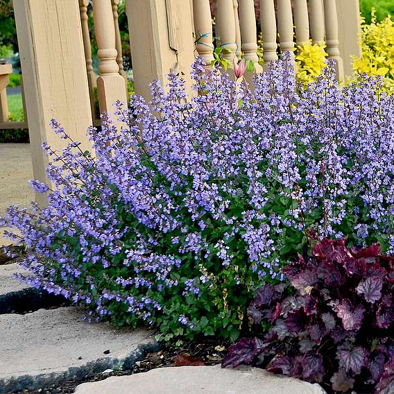 Nepeta faassenii 'Purrsian Blue'