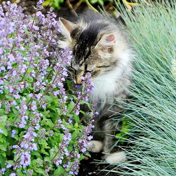 Nepeta faassenii 'Purrsian Blue'