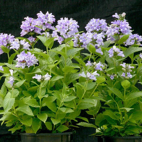 Nepeta 'Blue Panther' - Seeds