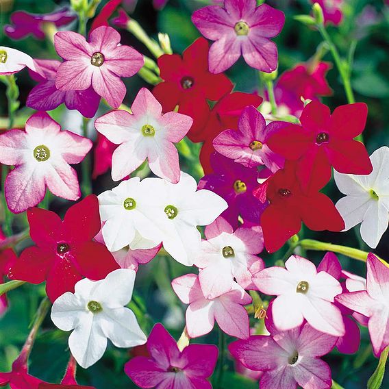 Nicotiana Seeds - F1 Perfume Mix