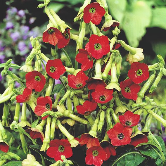 Nicotiana F1 'Tinkerbell' - Seeds