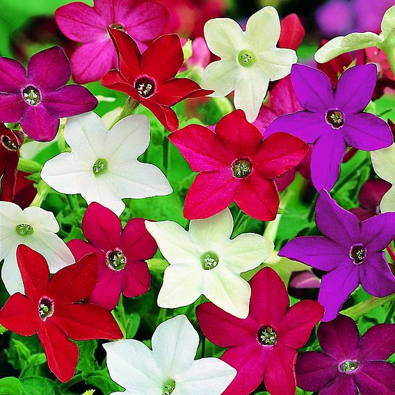 Nicotiana Seeds - Evening Fragrance Mix