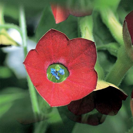 Nicotiana F1 'Tinkerbell' - Seeds