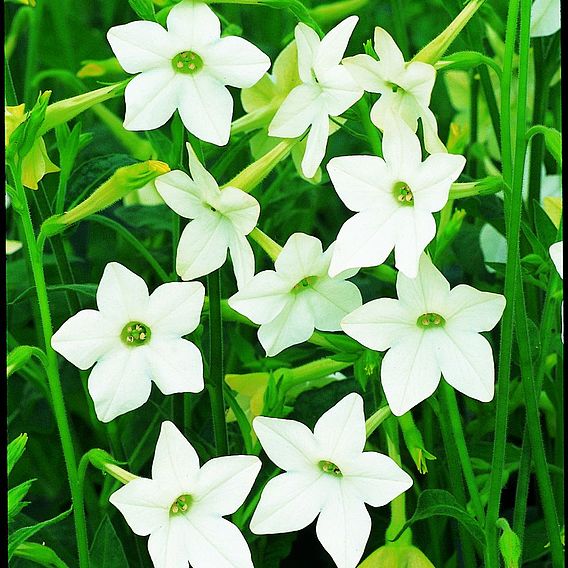 Nicotiana affinis - Seeds