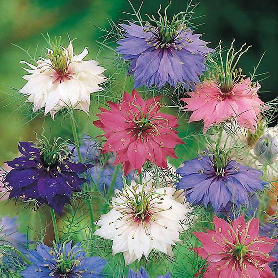 Love-in-a-Mist Seeds - Persian Jewels Mix