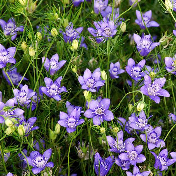 Love-in-a-Mist Seeds - Blue Stars
