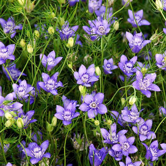 Love-in-a-Mist 'Blue Stars' - Pollinator Seeds
