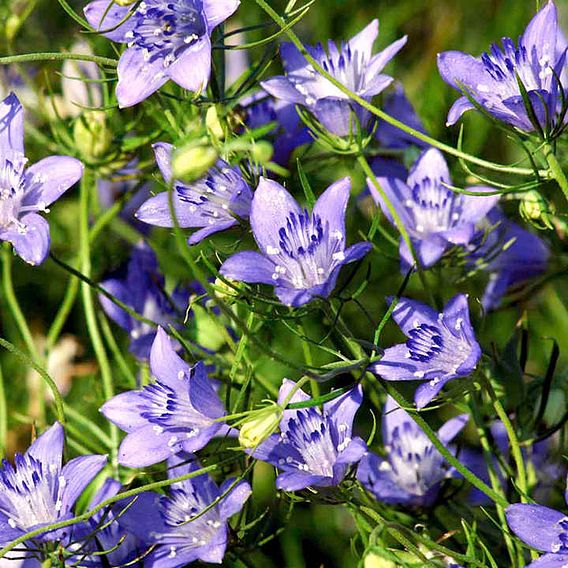 Love-in-a-Mist Seeds - Blue Stars