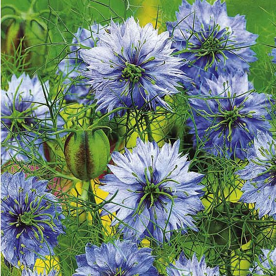Love-in-a-Mist 'Miss Jekyll' - Seeds
