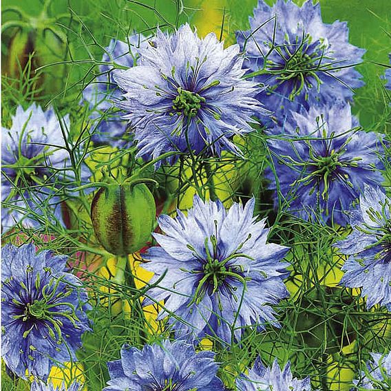 Love-in-a-Mist Seeds - Miss Jekyll