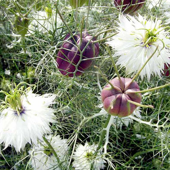 Love-in-a-Mist 'Albion Black Pod' - Seeds