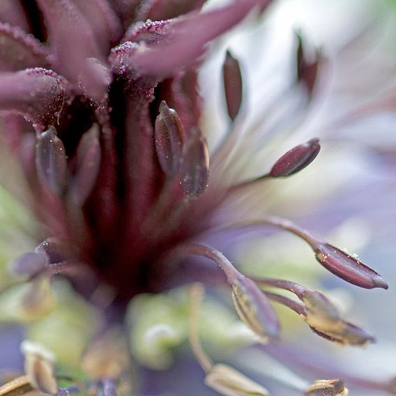 Love-in-a-Mist 'Delft Blue' - Seeds