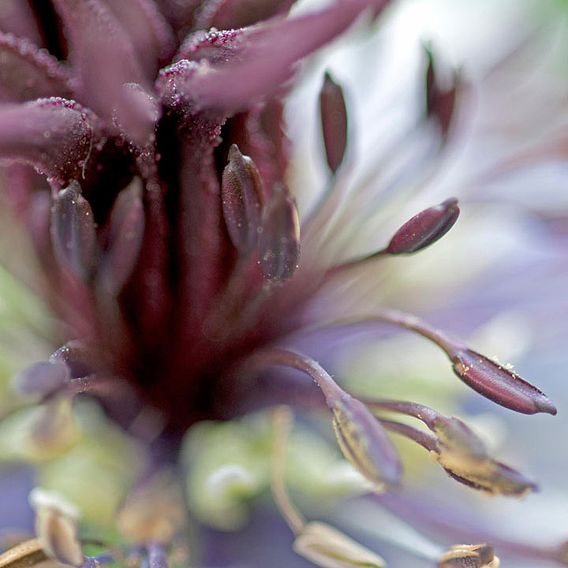 Love-in-a-Mist Seeds - Delft Blue