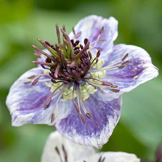 Love-in-a-Mist Seeds - Delft Blue