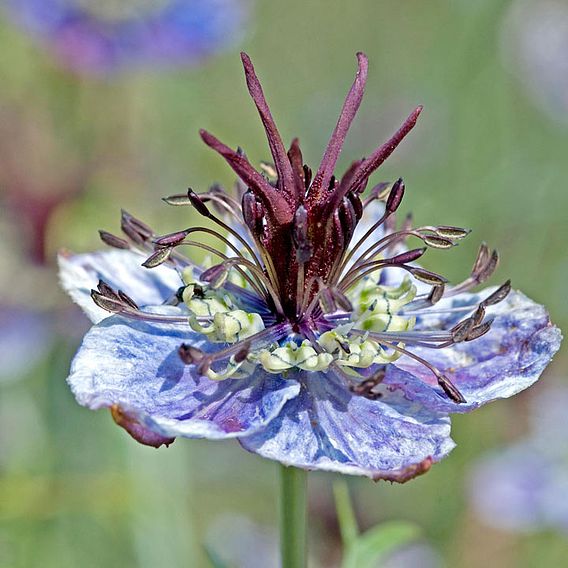Love-in-a-Mist Seeds - Delft Blue