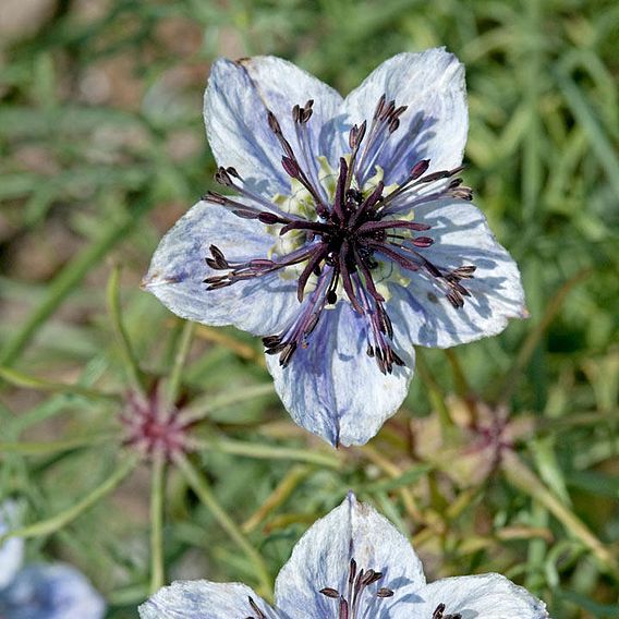 Love-in-a-Mist Seeds - Delft Blue