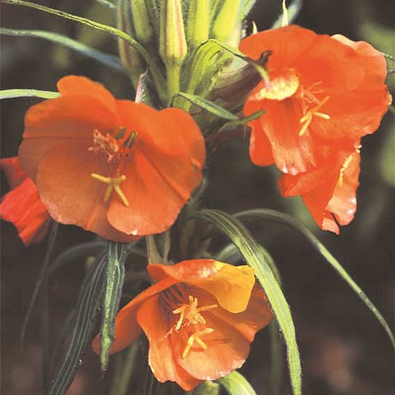 Oenothera 'Sunset Boulevard' - Seeds
