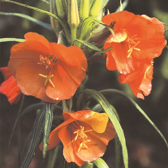 Oenothera Seeds - Sunset Boulevard